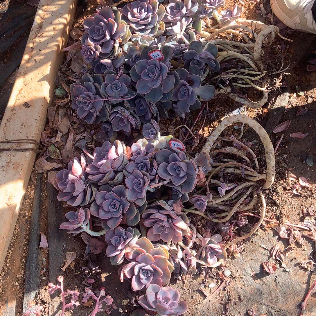 ?***?胖哥多肉一物一拍922923两颗彩虹糖