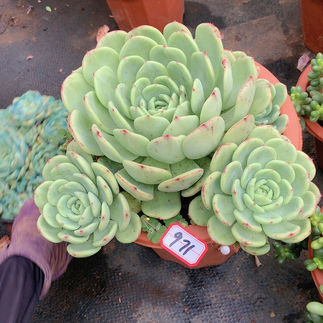 971三文鱼一物一拍多肉