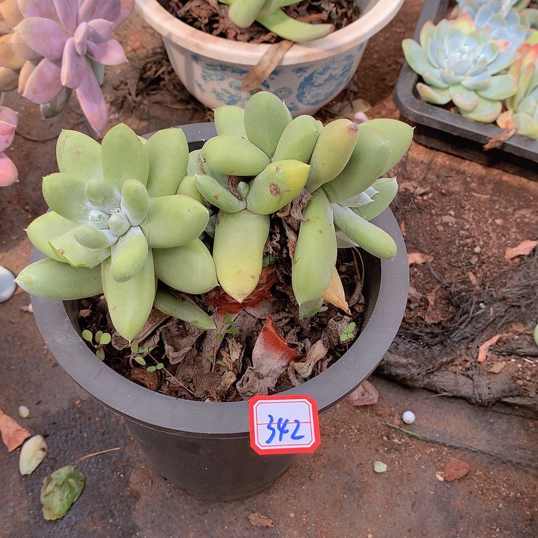 342拇指一物一拍多肉