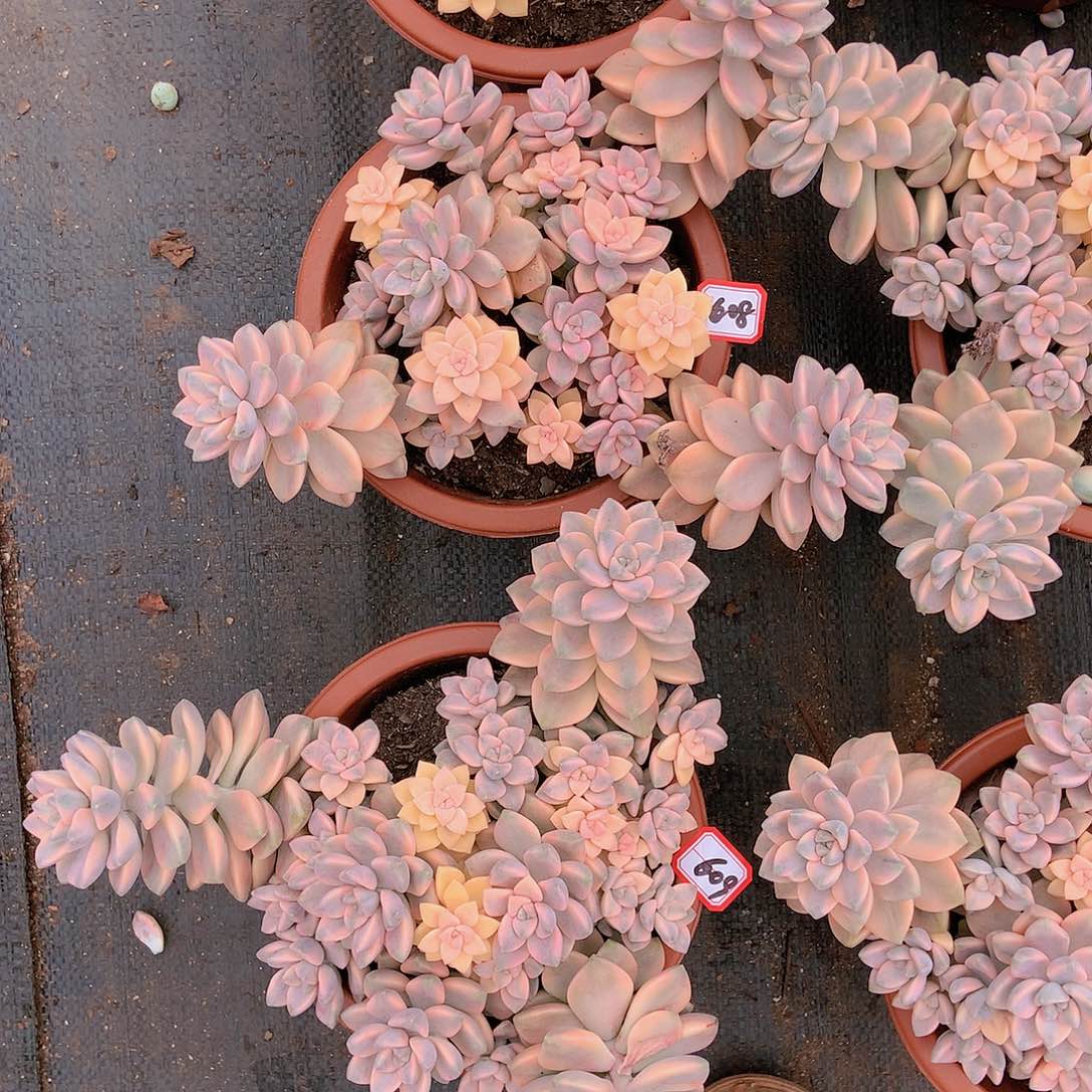 608 美杏锦25 多肉一物一拍