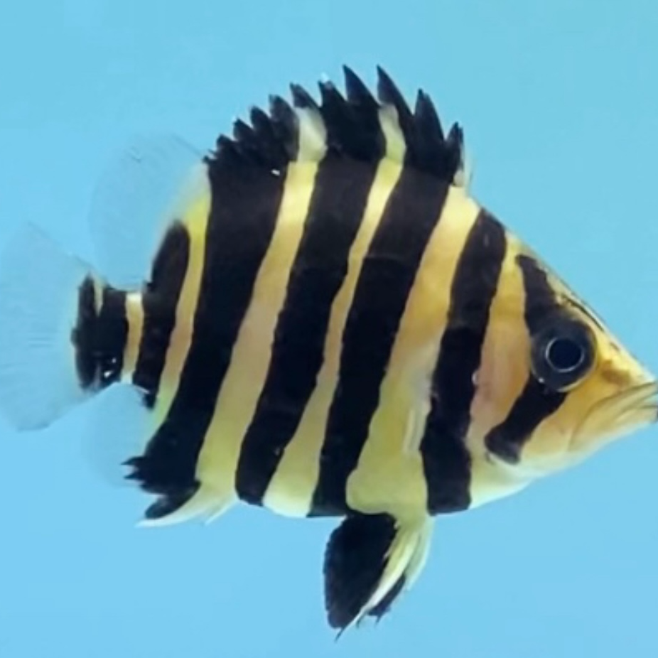 印尼苏门答腊虎鱼（苏虎）