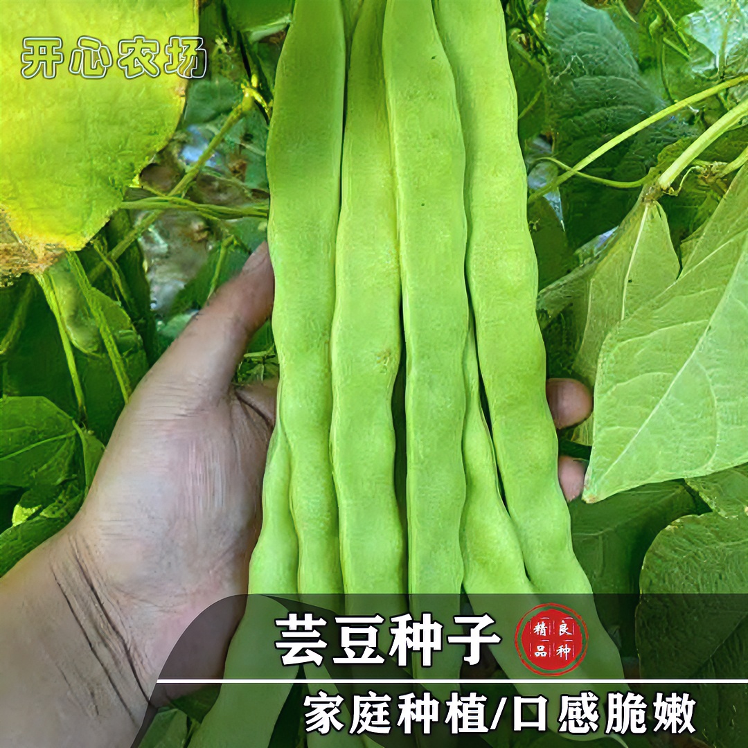 三扁早熟宽扁豆角种子大棚蔬菜豇豆芸豆种籽架豆菜豆播种夏季春季