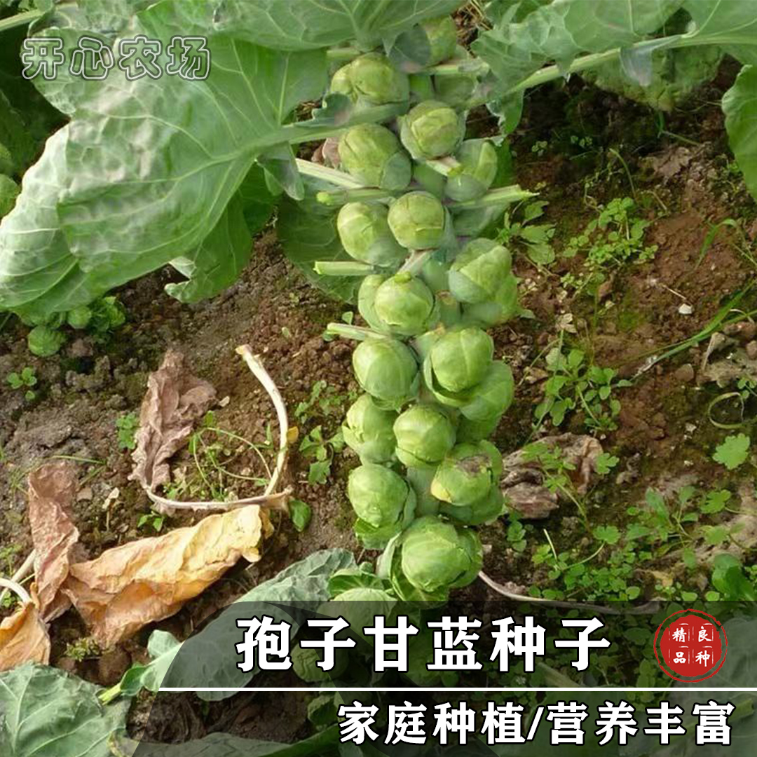 串串孢子甘蓝种子水果小甘蓝卷心菜家庭小院种植水果蔬菜简单春季