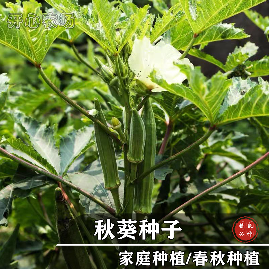 黄秋葵红秋葵种子营养丰富肉质柔嫩家庭小院种植水果蔬菜四季简单