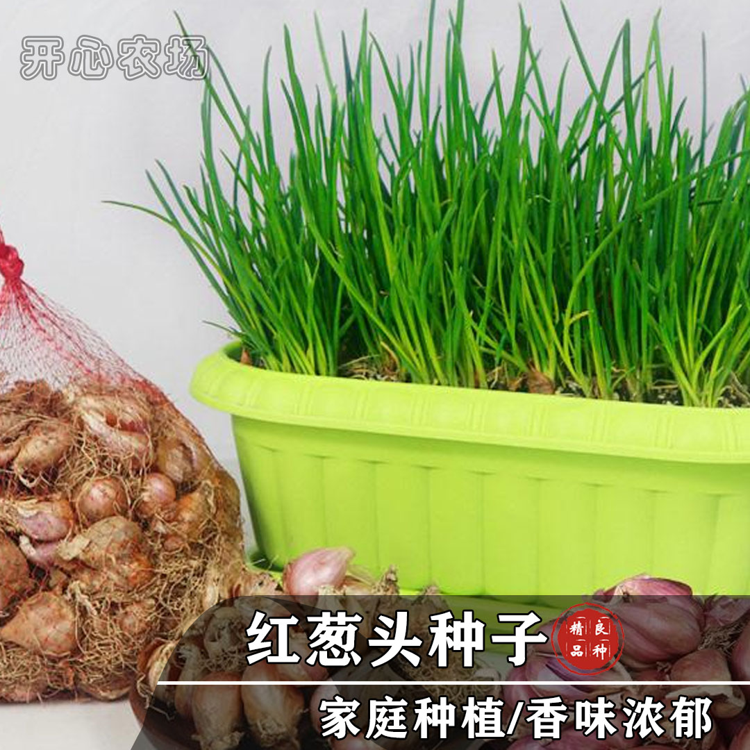 小香葱葱头种子（可单拍葱头）插土可活阳台盆栽家庭小院种植简单
