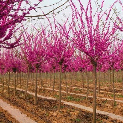紫荆花树苗盆栽四季耐寒植物室内外阳台庭院花卉满条红丛生紫荆树