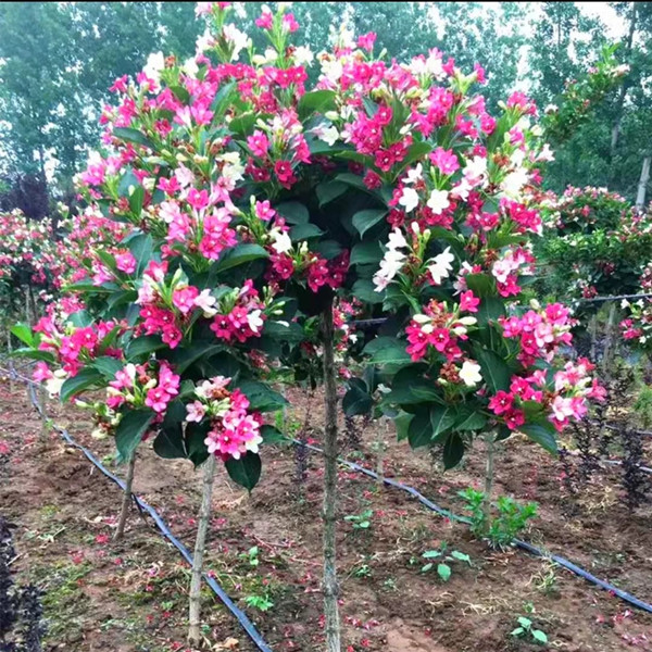 五彩锦带花树苗别墅庭院大型红王子锦带花风景树耐寒耐热盆栽花卉