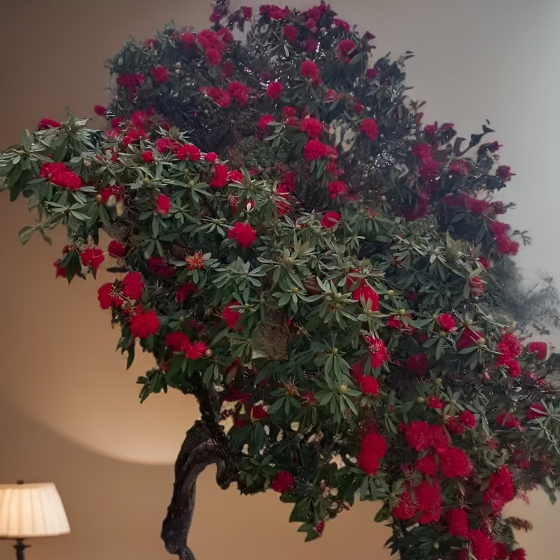 高山杜鹃映山红，清香木，荀子，各种盆景素材石楠花紫薇树