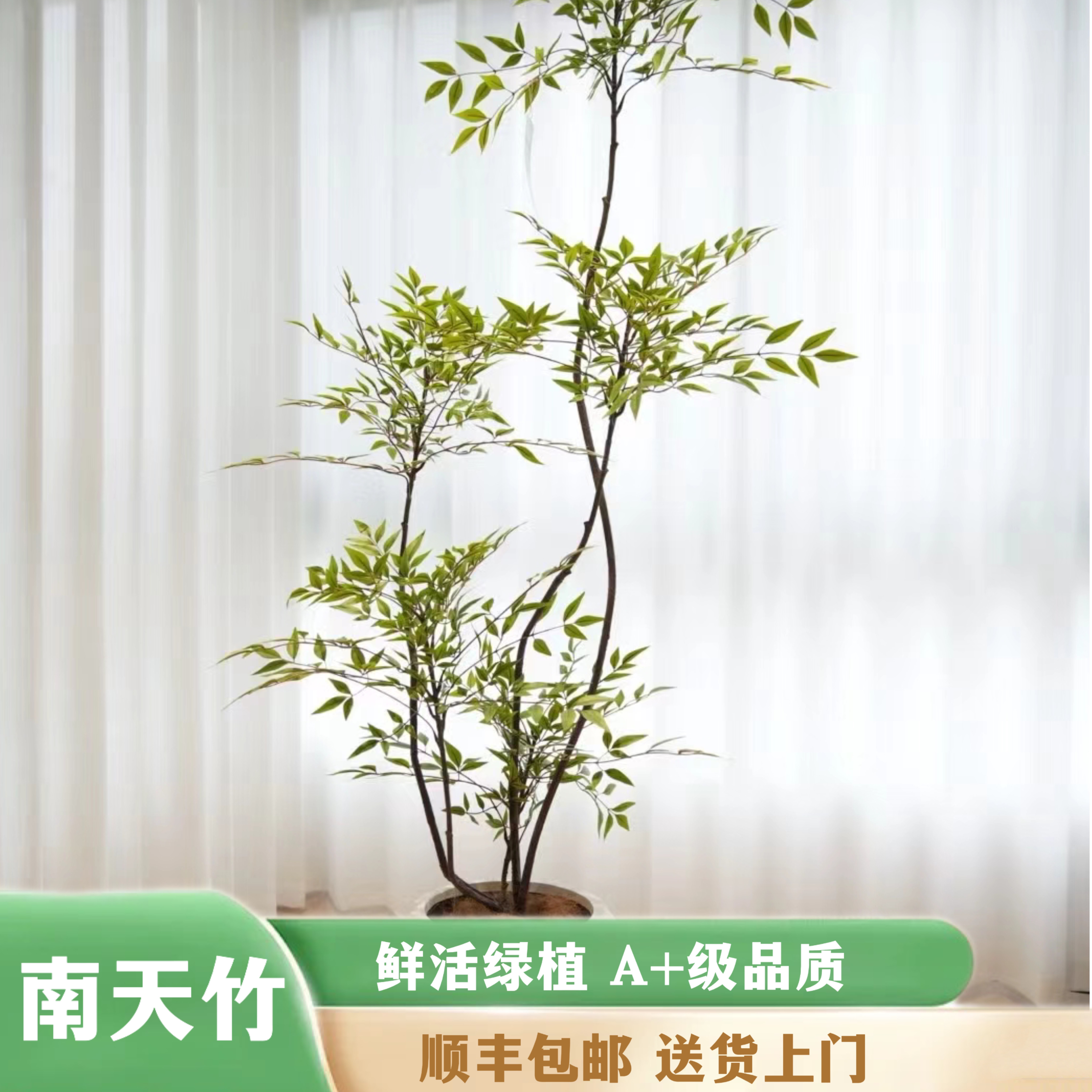 老桩多层造型南天竹 室内绿植好养活