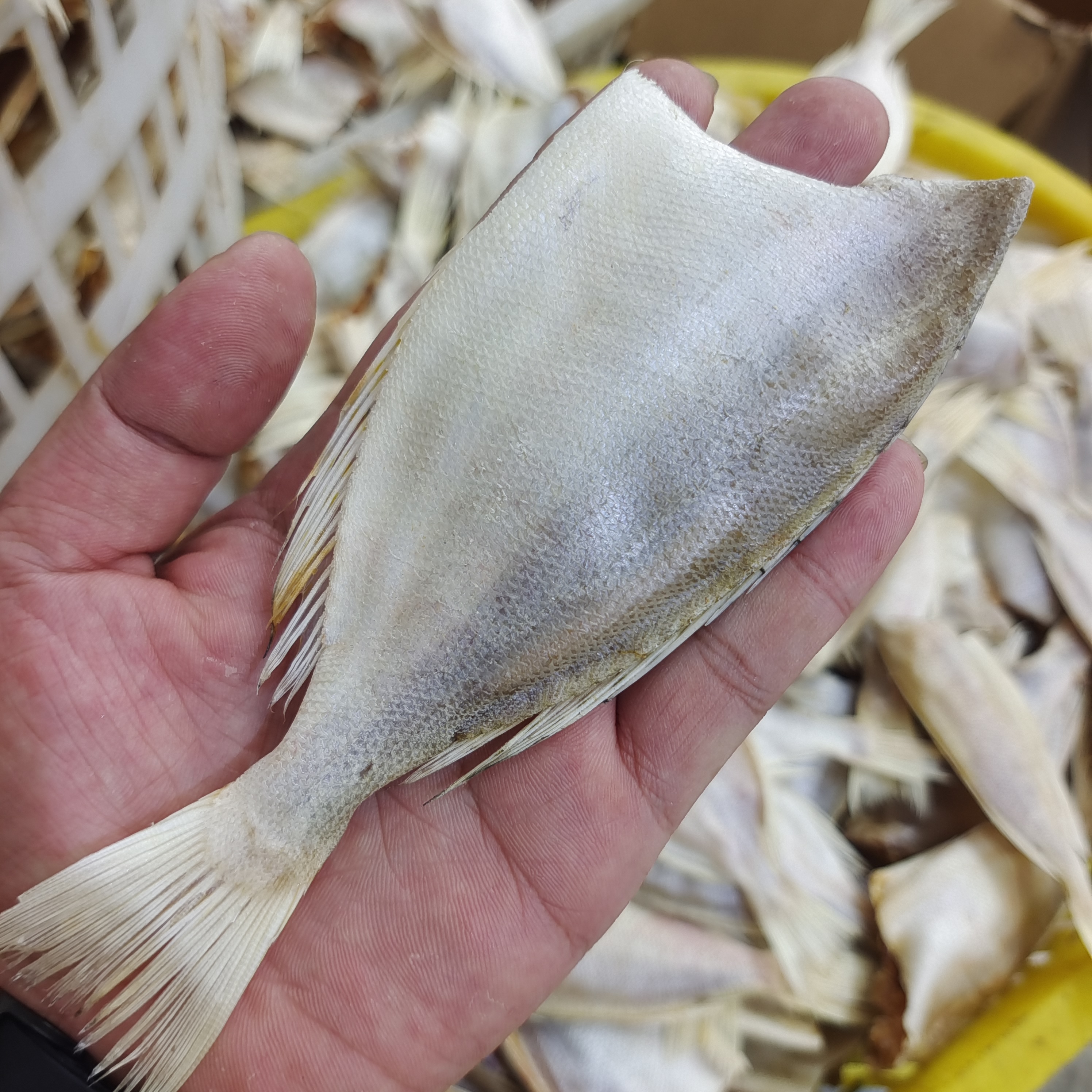 【马鲛仔海产】咸香大眼鸡扒皮鱼干 无添加 1斤装 顺丰包邮博贺港