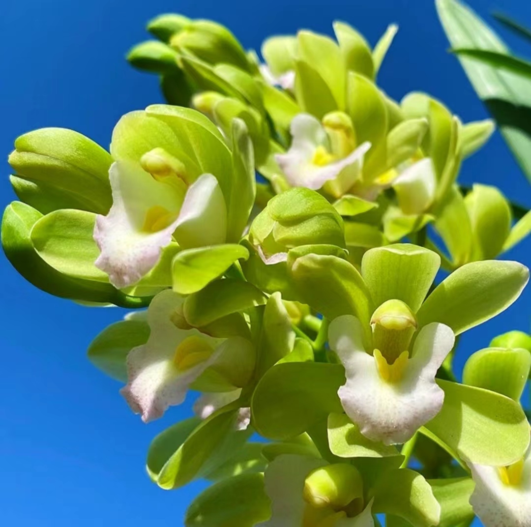 精品高端名贵兰花【香水香兰】5-6花剑花卉室内外好养四季开花香