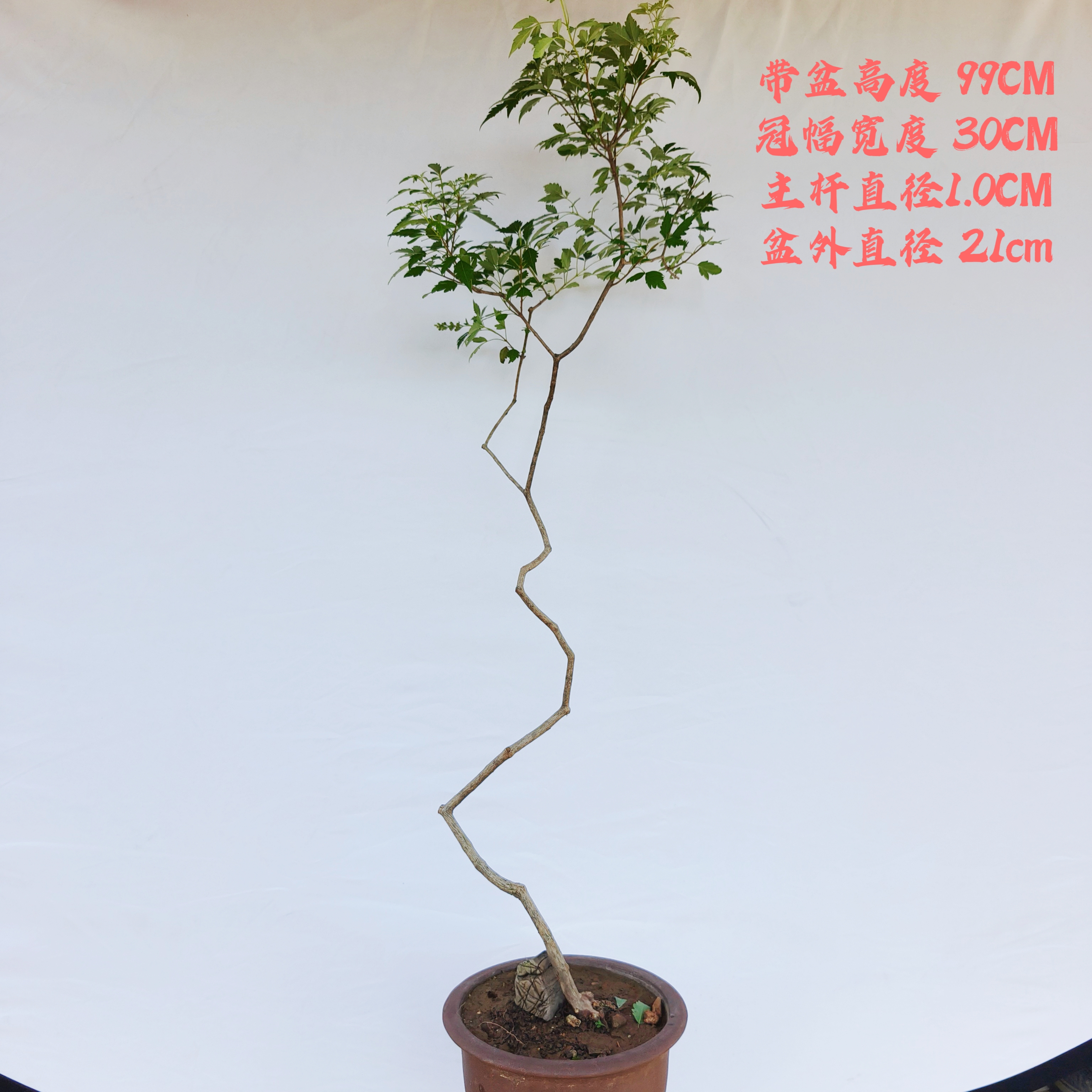 黄荆盆景扭曲全冠小黄荆坨坨文人造型盆栽国风净化绿植