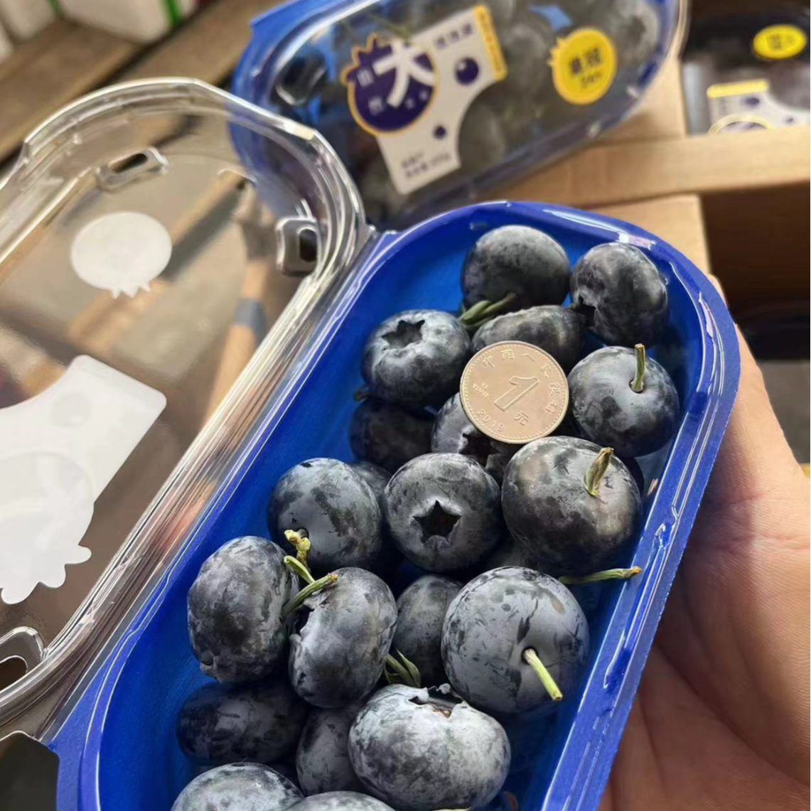 当季限量版.24+大蓝莓一盒200g