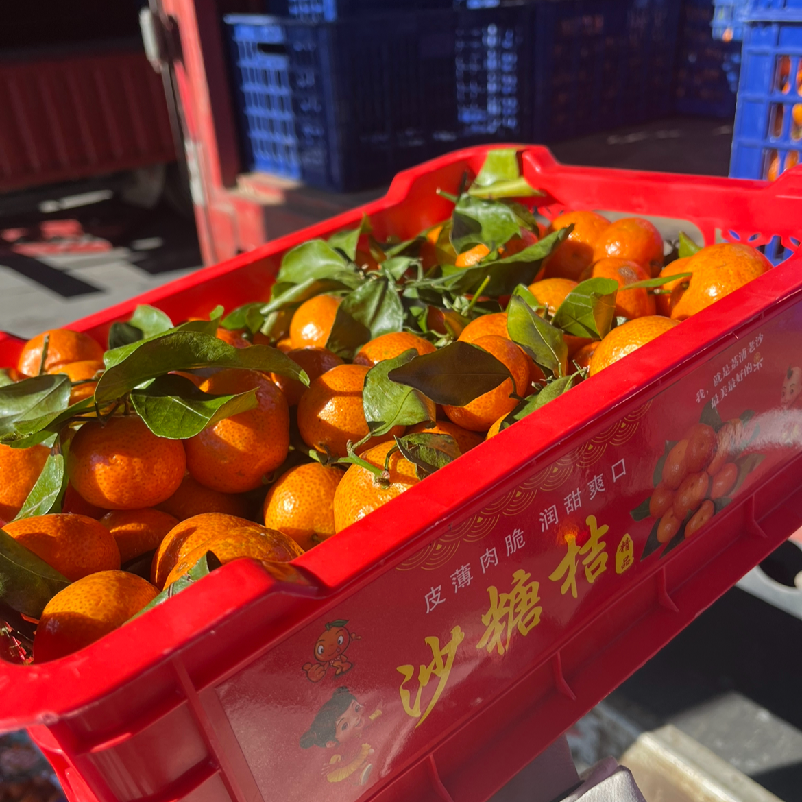 砂糖橘一箱七斤多