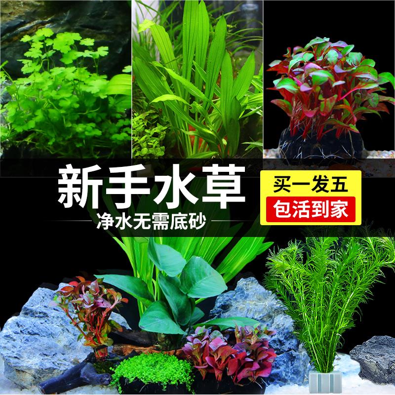 疯狂水草植物鱼缸水草造景全套餐蜈蚣草装饰阴性水榕莫斯懒人真草