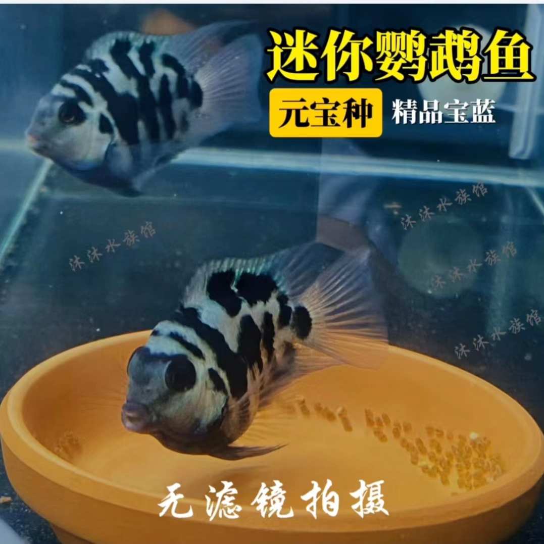 迷你鹦鹉鱼热带观赏鱼宝蓝小型淡水宠物鱼种鱼