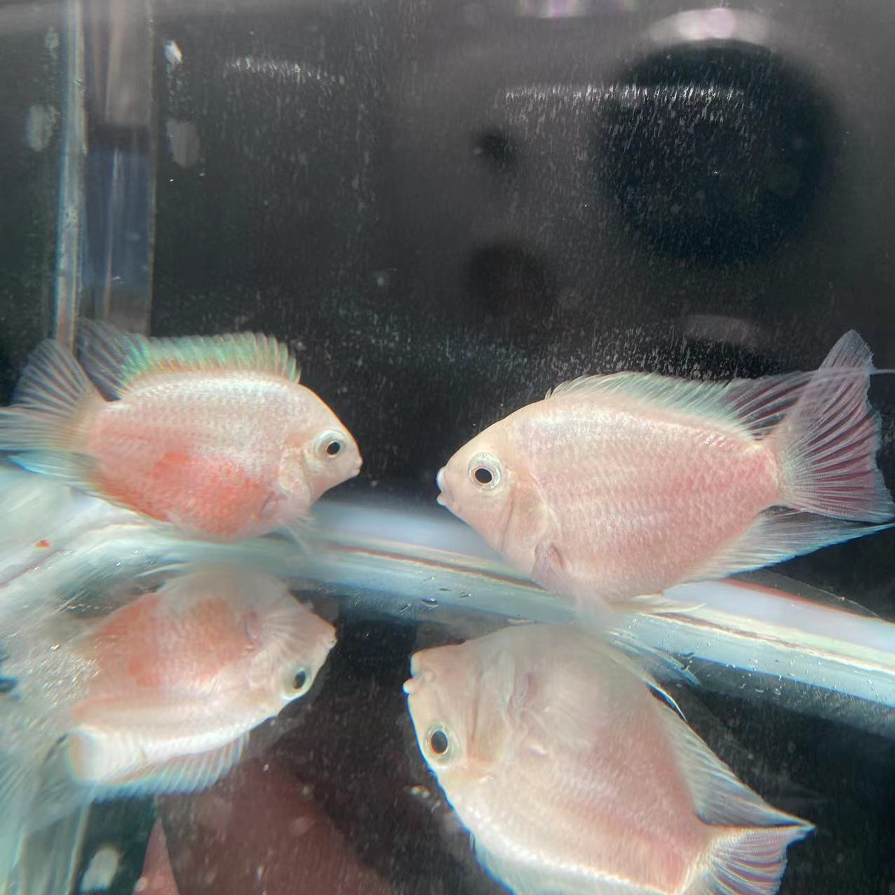 迷你鹦鹉活体白金  热带观赏鱼   养殖饲养发货