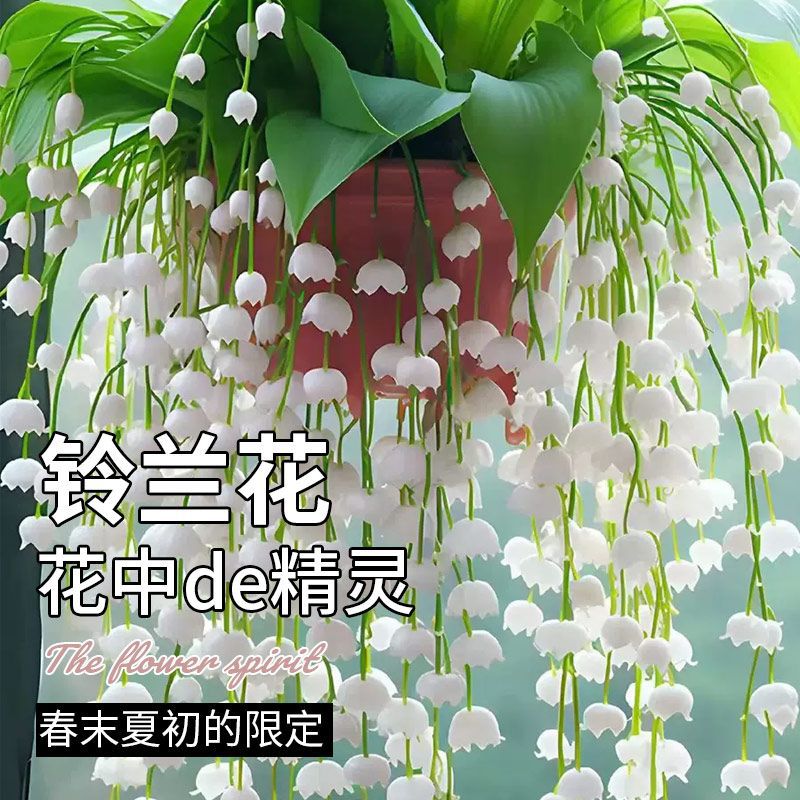 香水铃兰花苗种芽净化空气花苗盆栽阳台花卉庭院室内室外四季开花