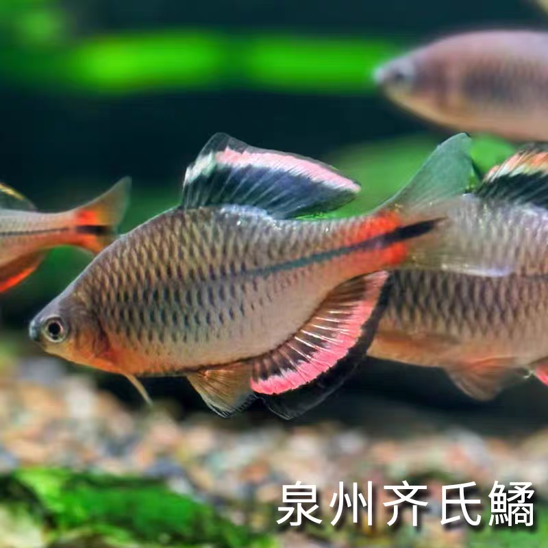 泉州齐氏鱊原生冷水鱼溪流群游鱼泉齐鳑鮍鱼不加温好养鱼苗现挑