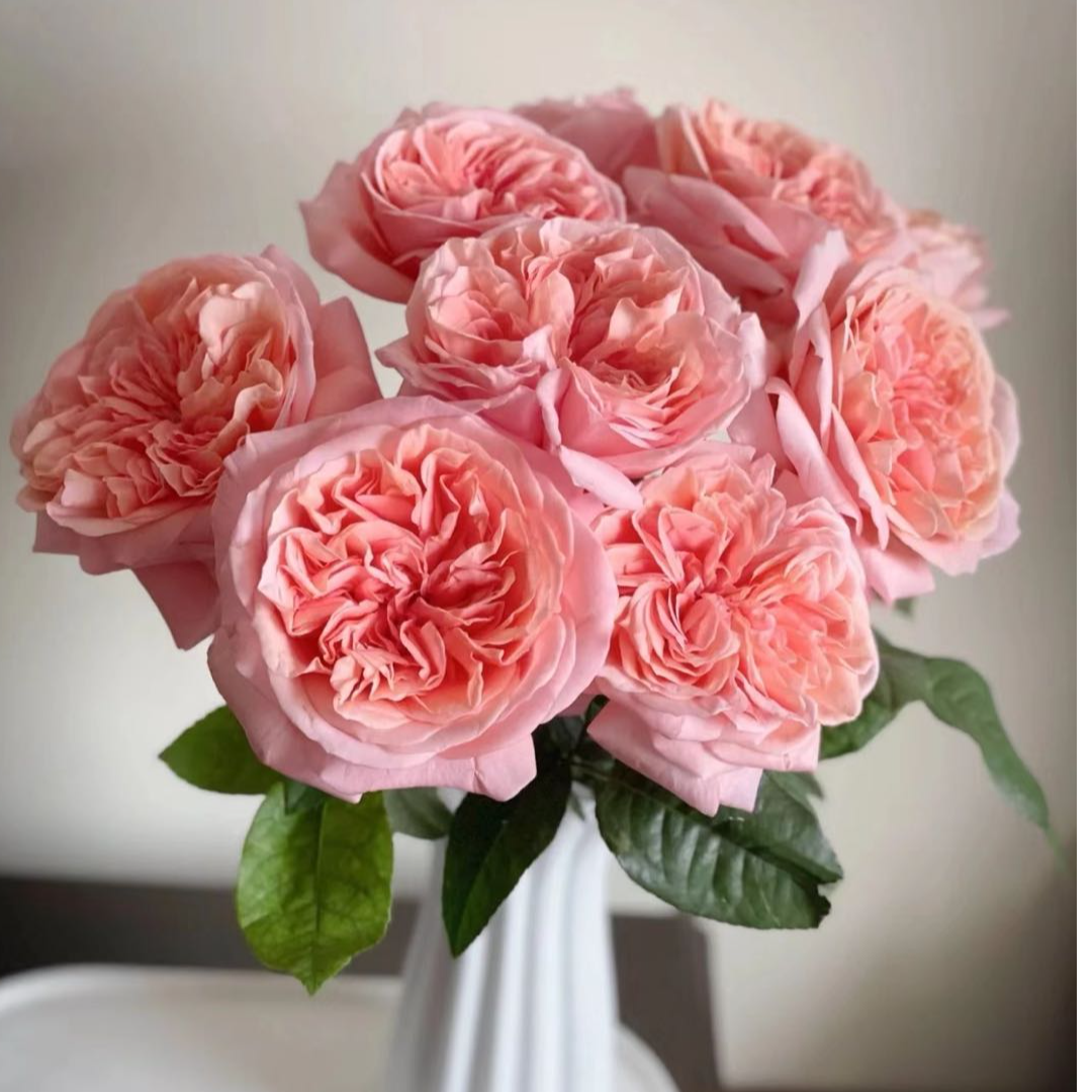 【盼盼鲜花】伦敦眼玫瑰 一单陆运/两单升级冷链 云南鲜花基地发