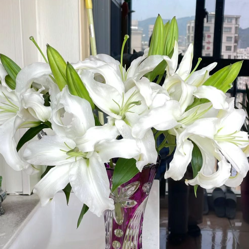 【盼盼鲜花宠粉】西伯利亚香水百合 一单陆运/两单升级冷链发 云南
