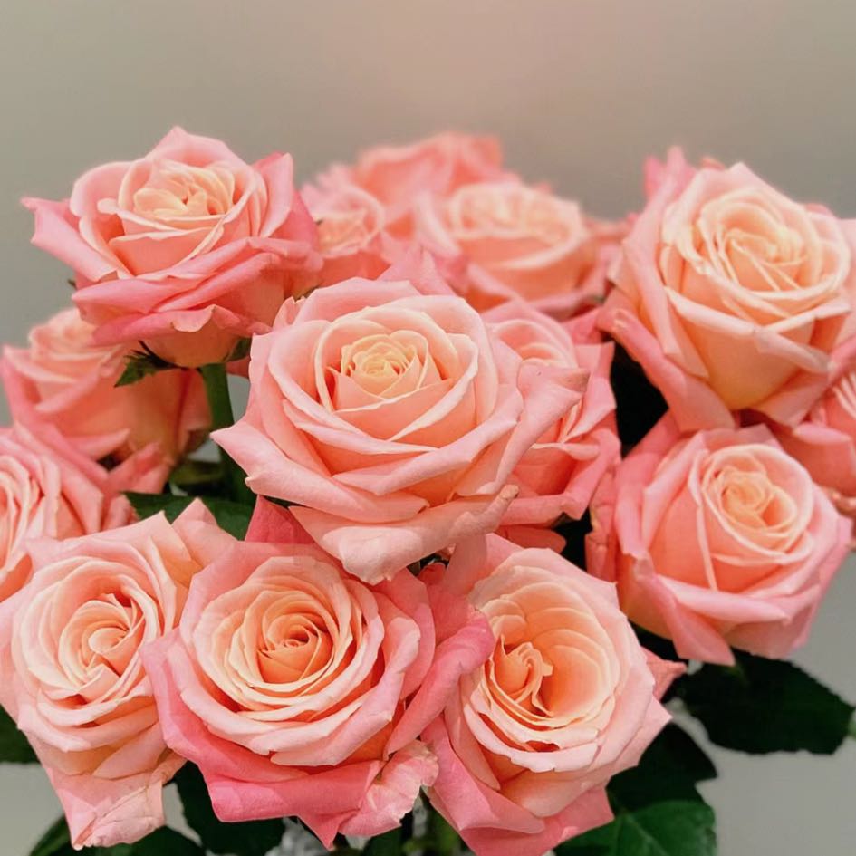 【盼盼鲜花】朱小姐玫瑰 一单陆运/两单升级冷链 云南鲜花 基地发