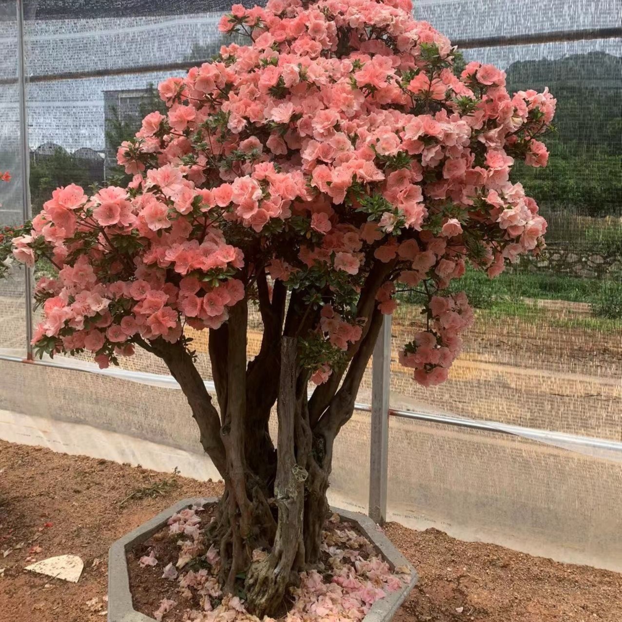 紫花杜鹃老桩嫁接丹东红别墅庭院绿植盆栽地栽（不包邮）