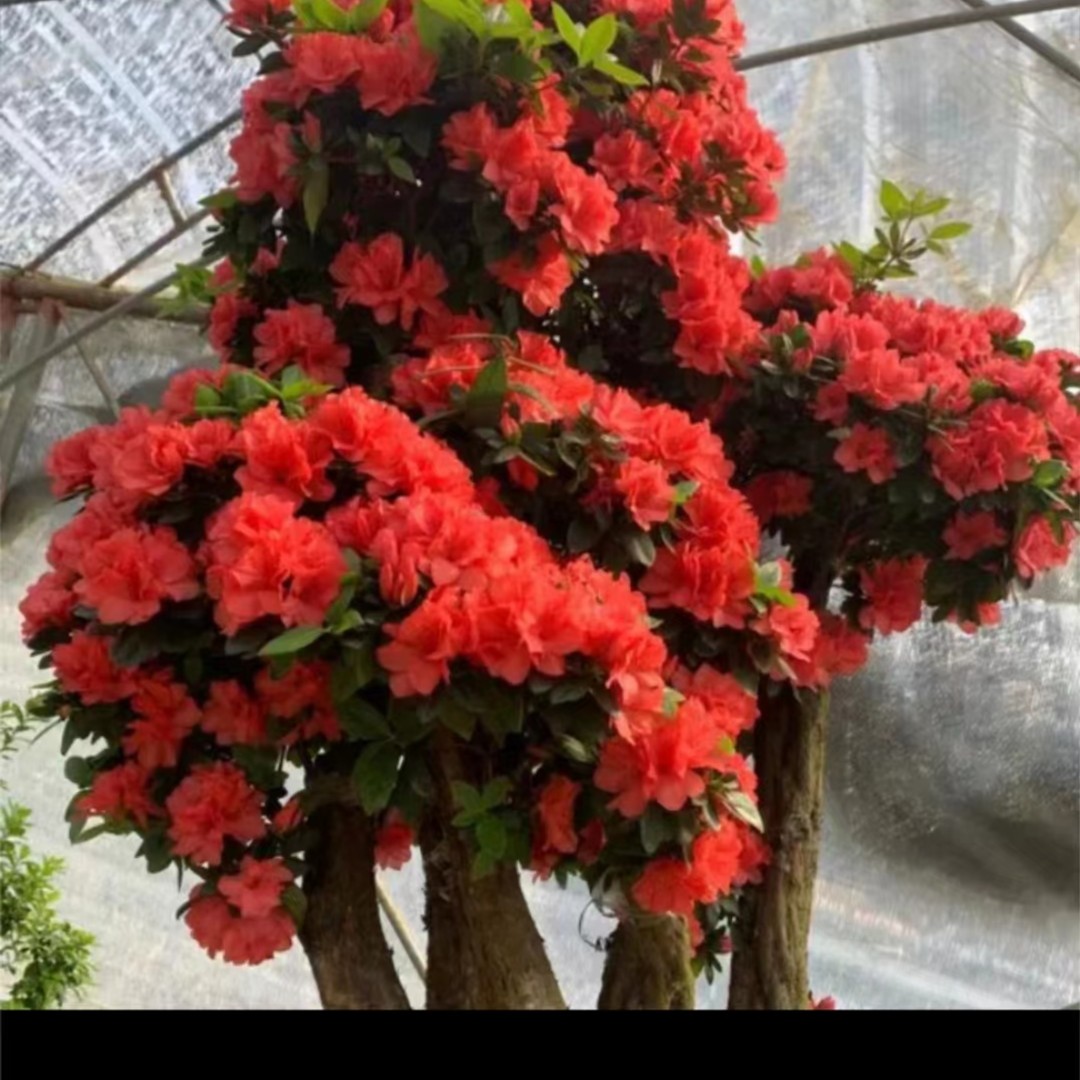 别墅庭院景观，杜鹃花老桩，耐寒耐热（不包邮）