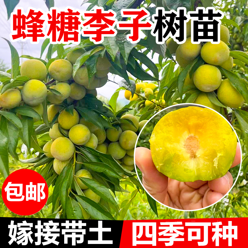 【优品苗】李子苗嫁接三华李早熟米蜂糖李子树苗蜂糖盆栽广西李树苗