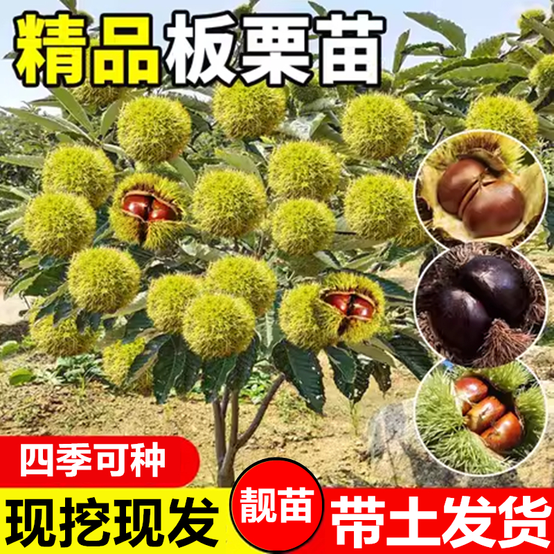 【优品苗】板栗苗正宗嫁接大红袍栗子树苗南方种植庭院毛栗子种品种