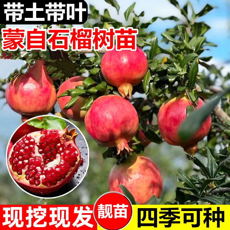 【优品苗】石榴苗云南蒙自甜薄皮红色心甜石榴果树苗盆地栽种植