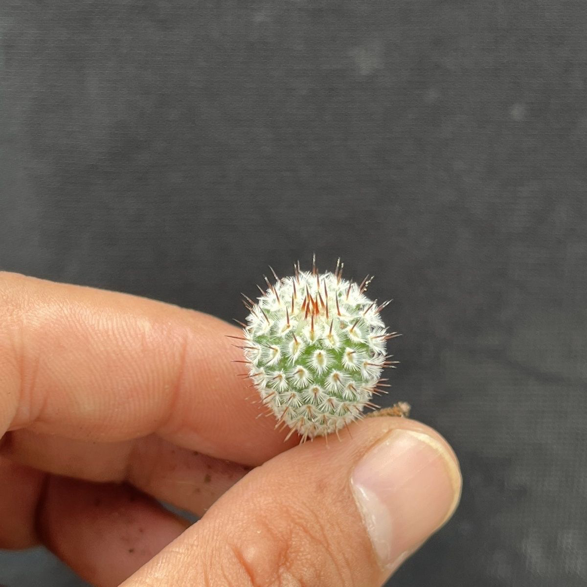 仙人球直刺佩雷多肉植物防辐射净化空气阳台窗台