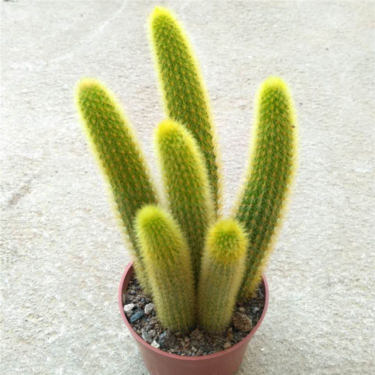 多肉植物黄金条柱仙人指开花仙人球肉肉花仙人掌小盆栽