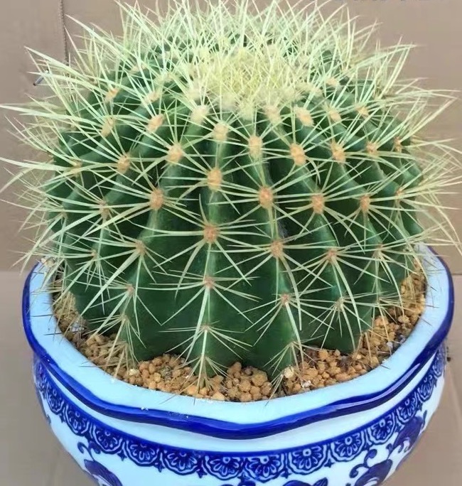 金虎仙人球盆栽室内多肉植物办公室内花桌面花卉不含盆，裸根发货