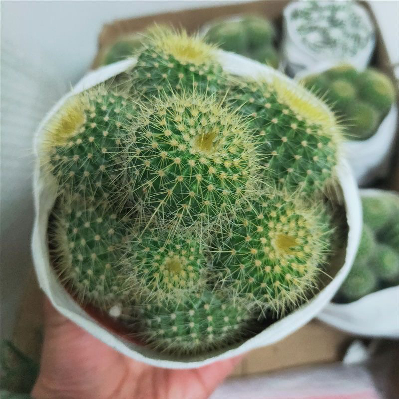 群生金冠仙人球 多头开黄色花办公室桌面小植物 大盆栽花卉仙人掌