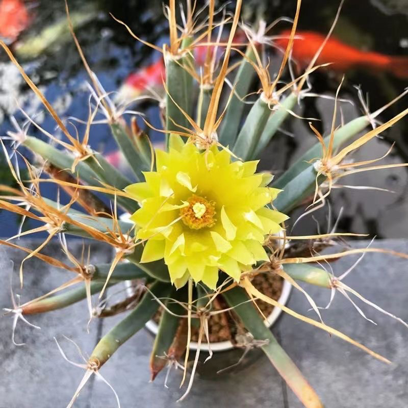 四大名球之实生光山好养易开花漂亮花期长块根萝卜根