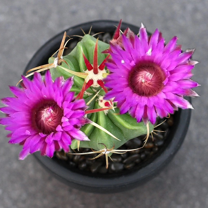 日出仙人球 强刺属开花创意多肉植物防辐射小盆栽 红刺