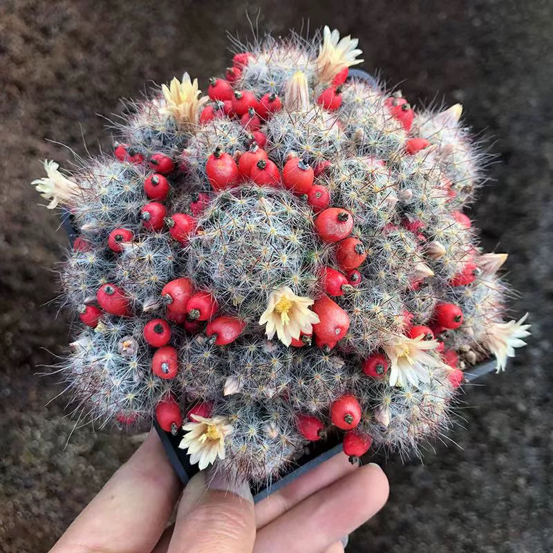 会开花仙人球松霞群生多肉植物新手好养室内绿植花卉盆栽肉肉防辐