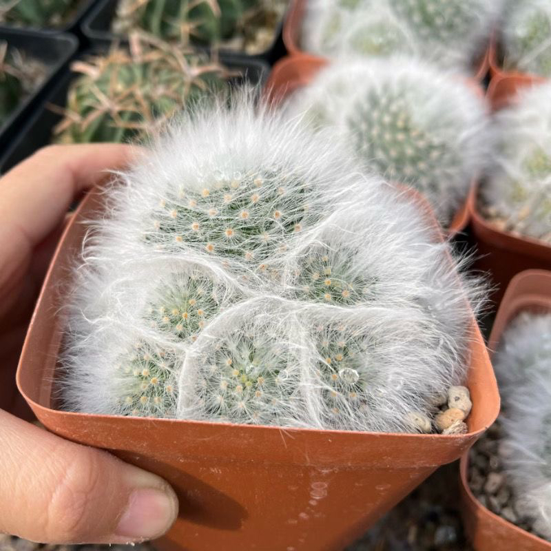 无刺丽光殿多头仙人球自根开花多肉可爱不扎手防辐射植物软刺盆栽