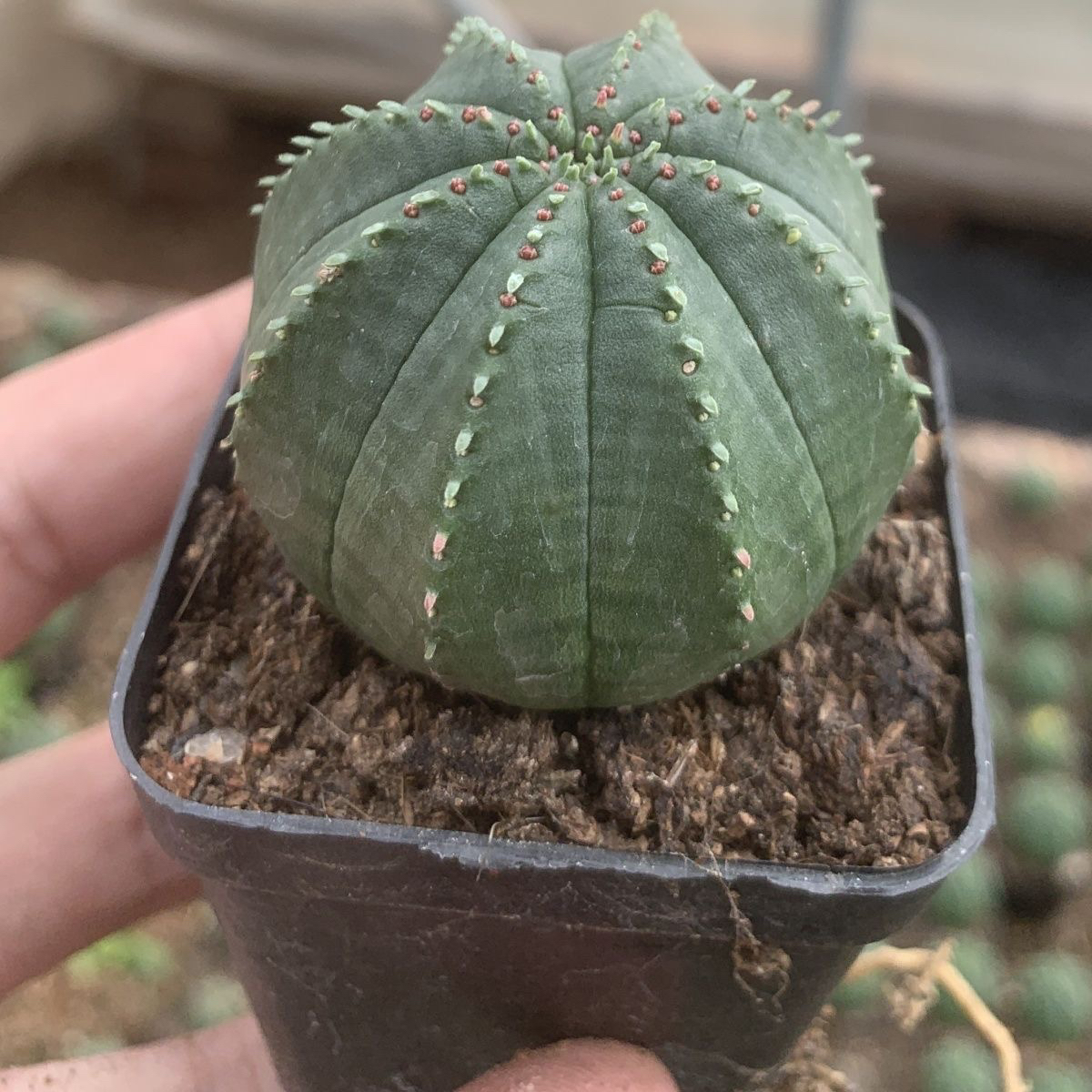 布纹球 稀有品种仙人球小盆栽室内花卉多肉植物无刺仙人掌科开花