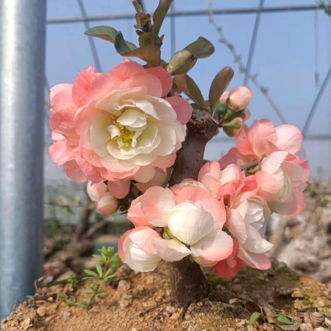 初心海棠花 春季渐变品种粉红色海棠耐寒盆景盆栽养护种植
