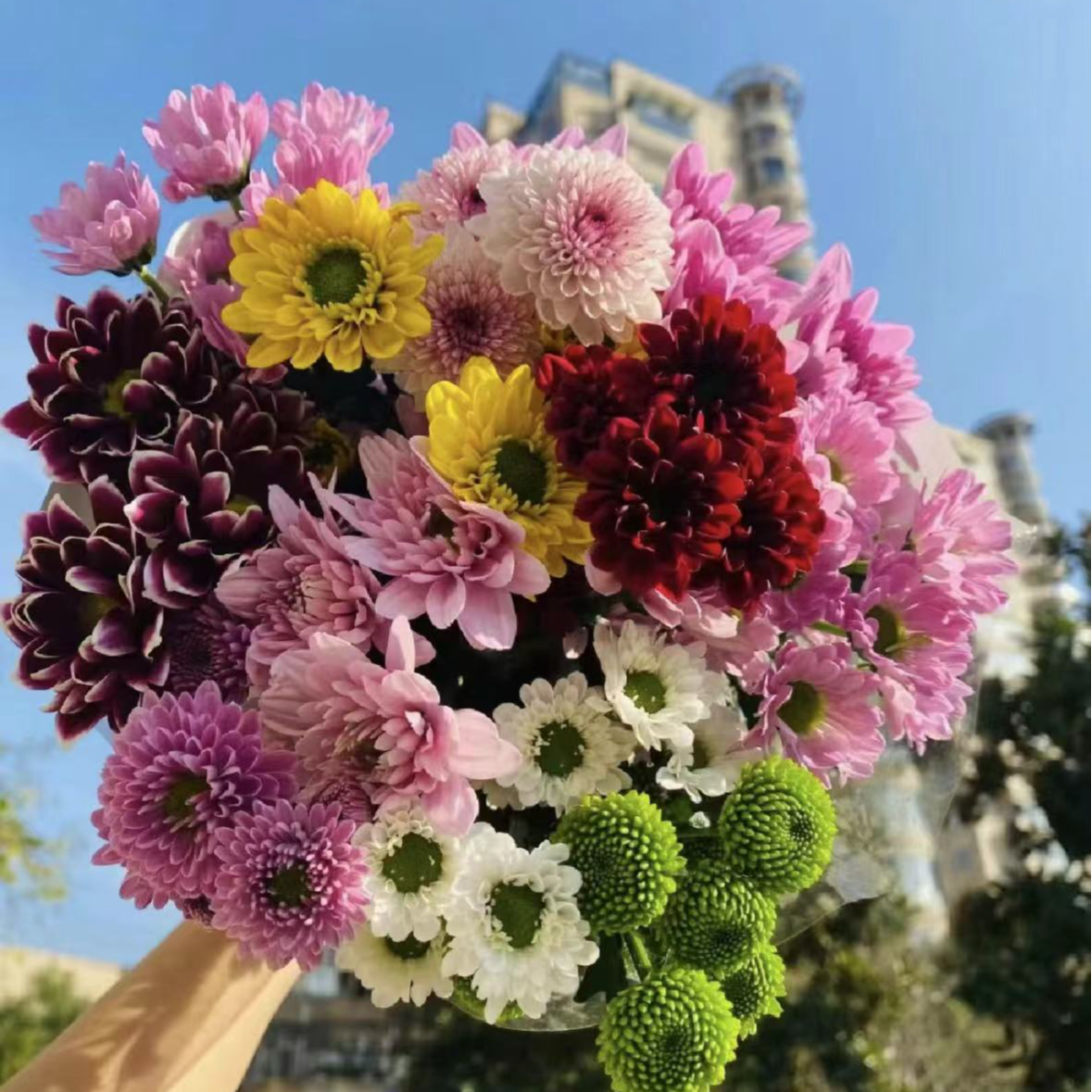 随机混色多头小雏菊随机发不指定颜色云南直发插水养护