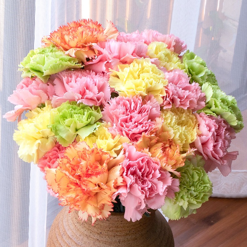 【斗南花事顺丰冷链德邦空运】--康乃馨教师节家庭插花水养鲜切花