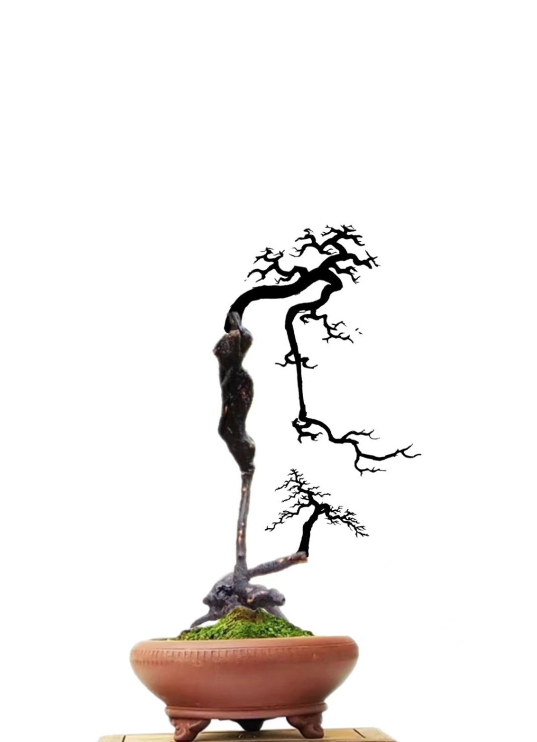 灌木金弹子盆景老桩。随机发货