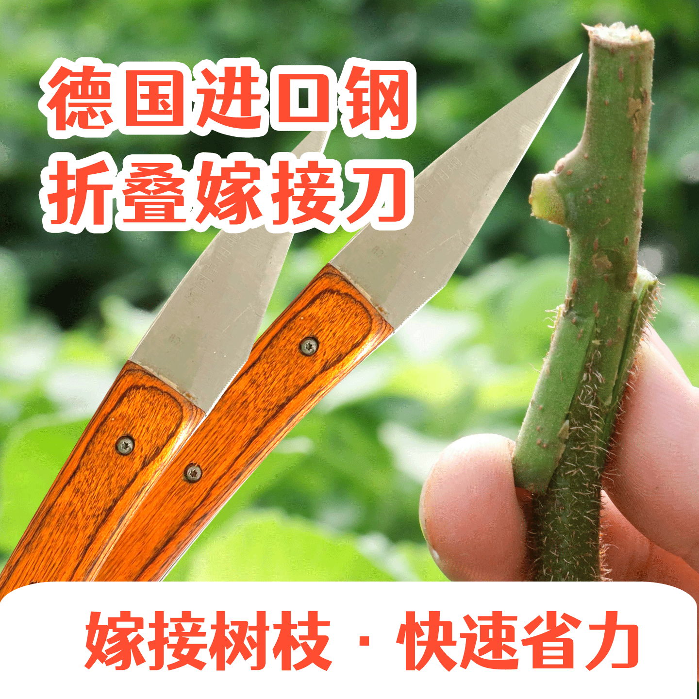 【2024新款热销】嫁接专用刀，德国进口钢，加长折叠-锋利平整