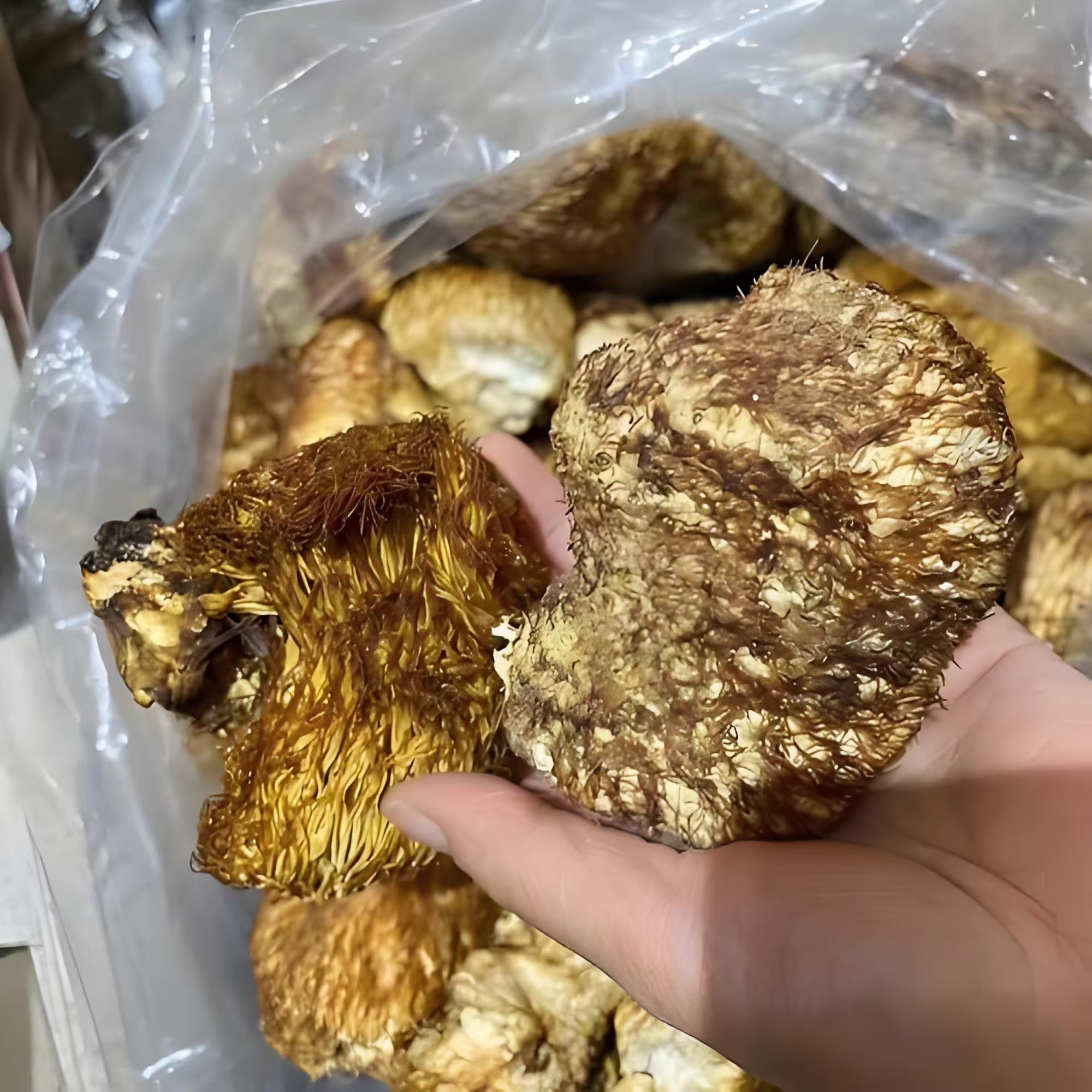 东北纯野精品猴头