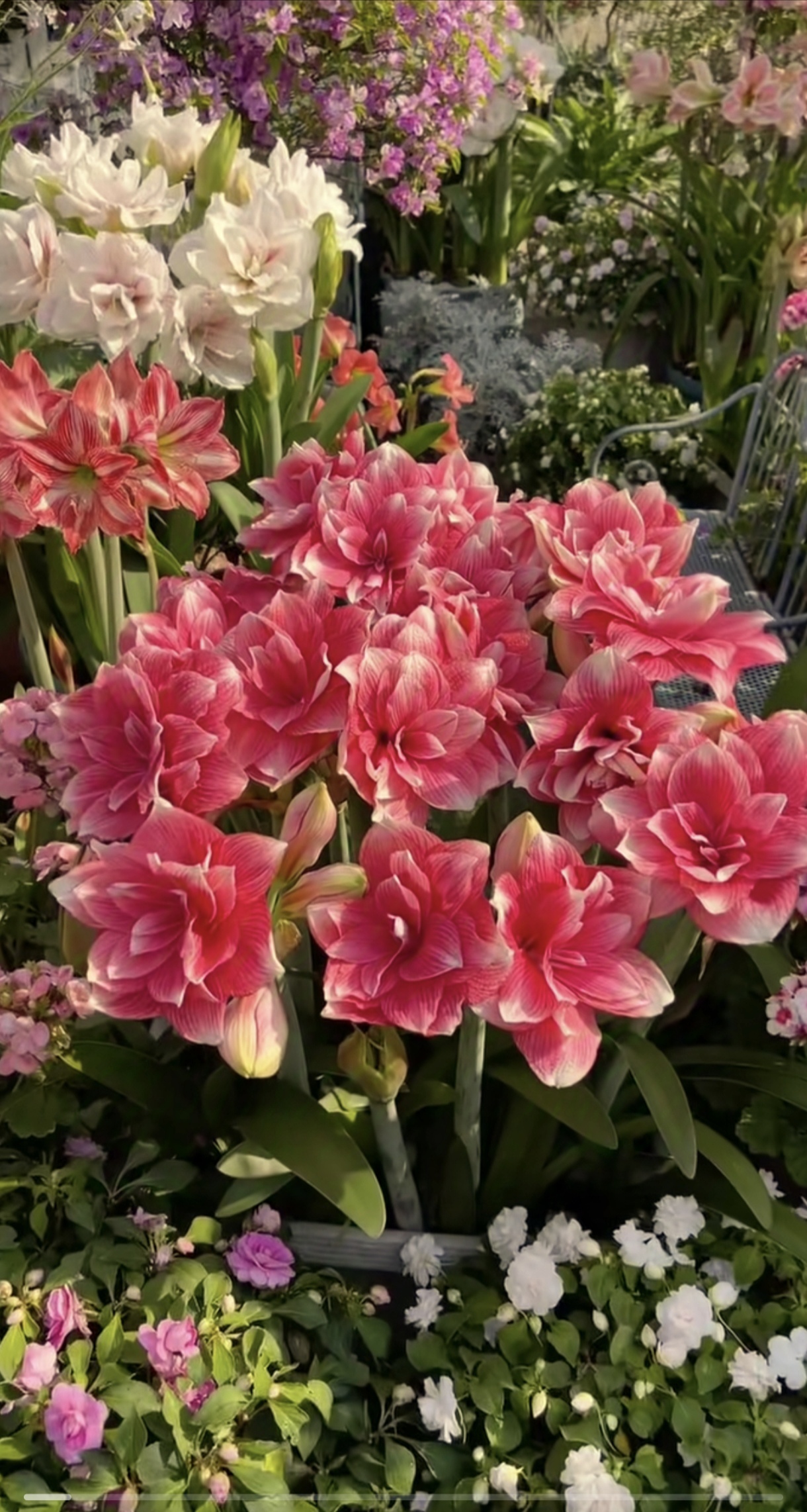 双梦进口朱顶红荷兰经典品种新花友必入