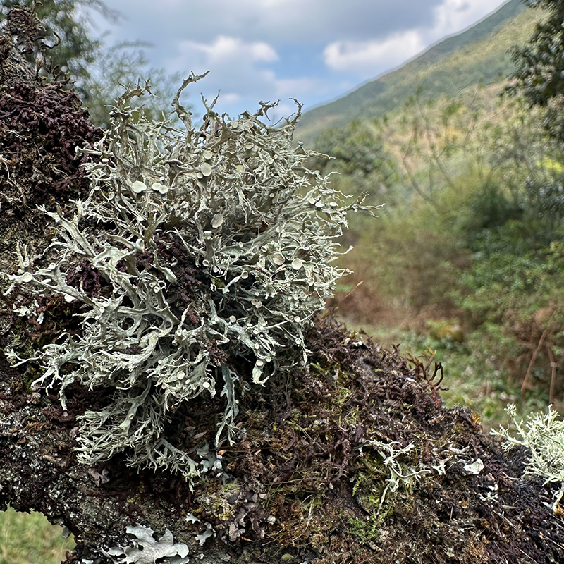 【树花】云南深山自然生在树花野生优质煲汤炒菜凉菜凉拌
