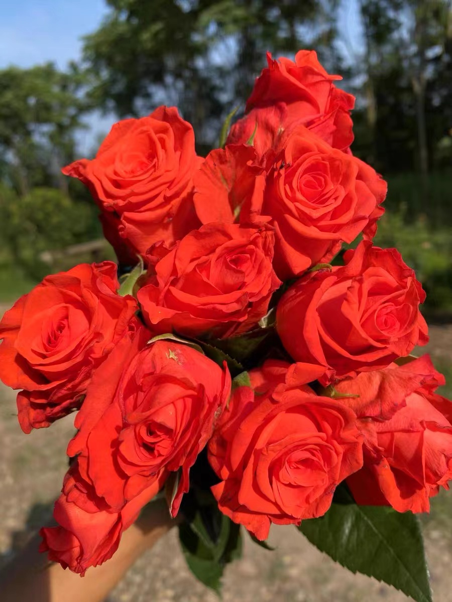 【一物一拍】直播专属超新品进口欧月