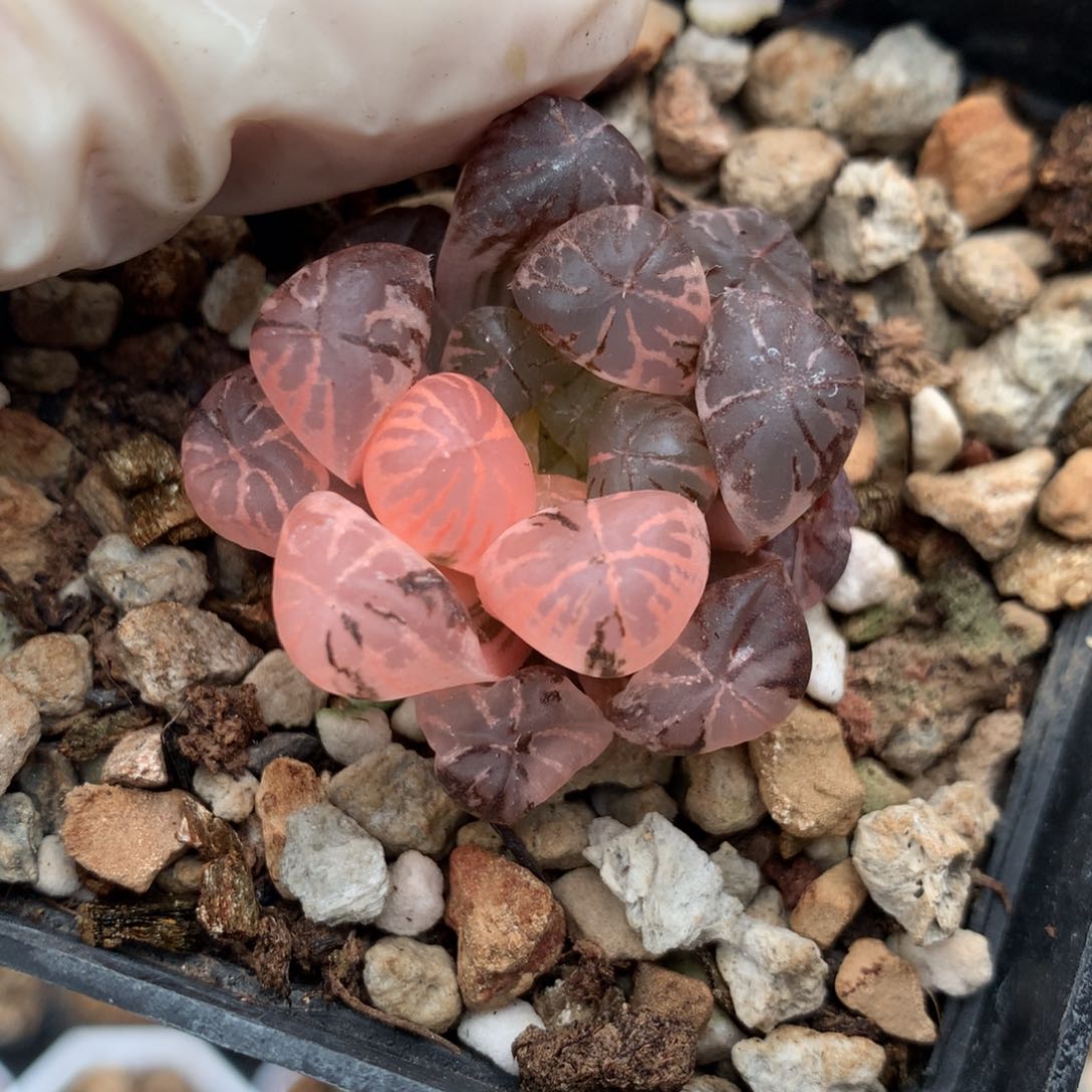 红陶塑料皮玉露锦一物一拍